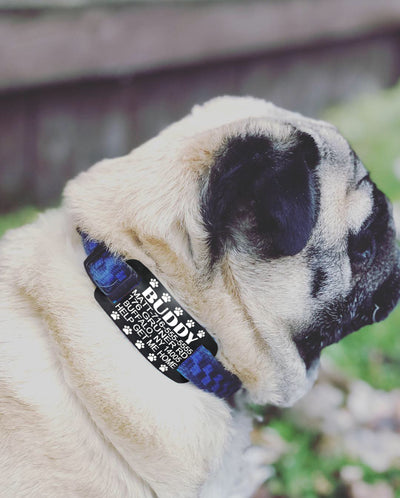 Why you NEED an ID tag for your pets