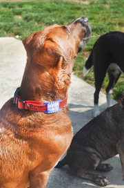 Premium Tag & Collar Bundle