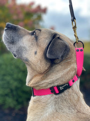 Martingale Comfort Collar