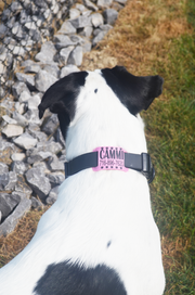 Premium Silicone Pet ID Tag