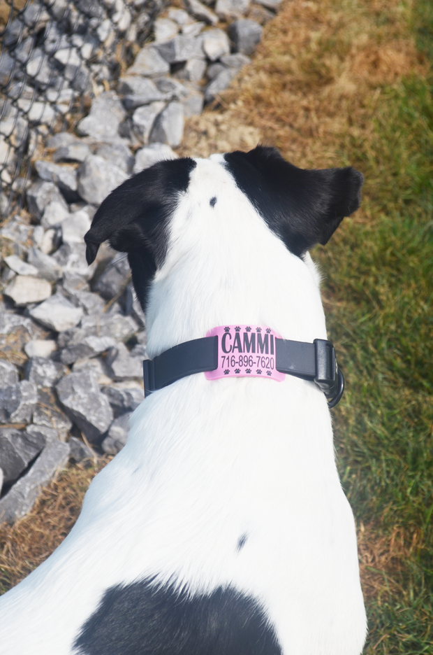 Premium Silicone Pet ID Tag